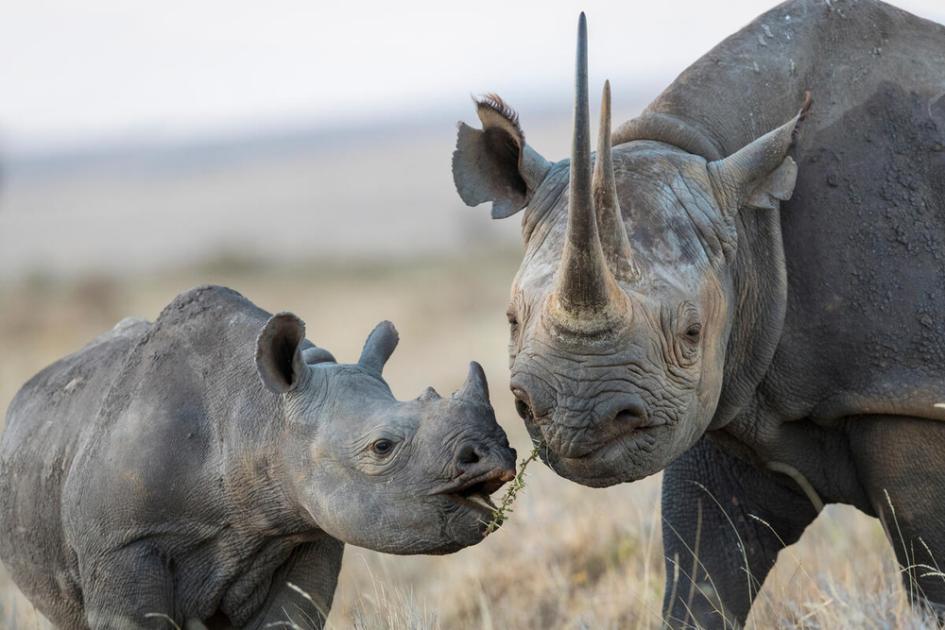 Kenya’s Black Rhinos Continue To Rebound | WWF